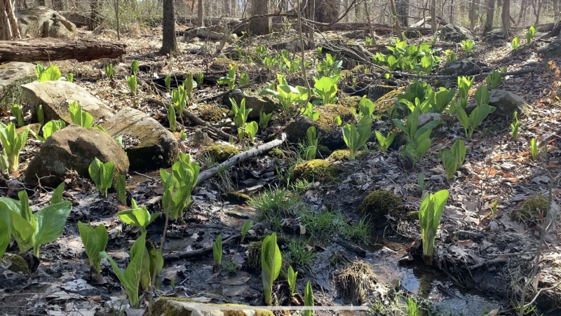 Early April skunk cabbage signals the presence of wetlands around a sparkling brook. 