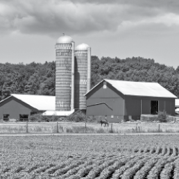 a barn and silos behind a row of crops 