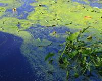 Harmful Algae Blooms in Coastal Waters: Removing Toxic Algae From Florida’s Waterways