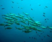 What Lies Beyond the Beach? Diving into Our Nation’s Ocean