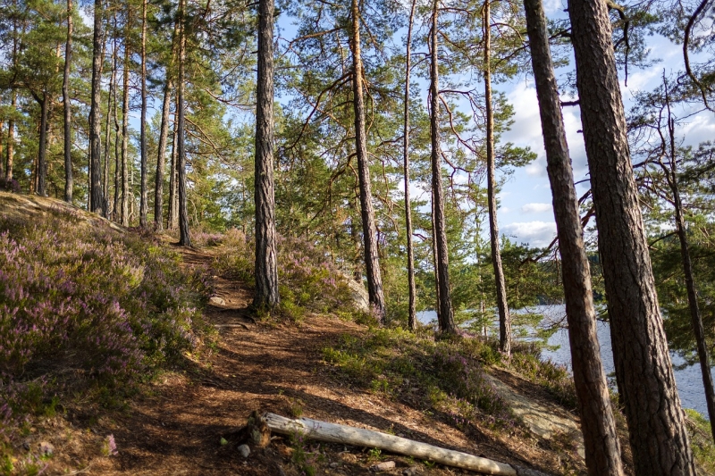 trail with fork in road
