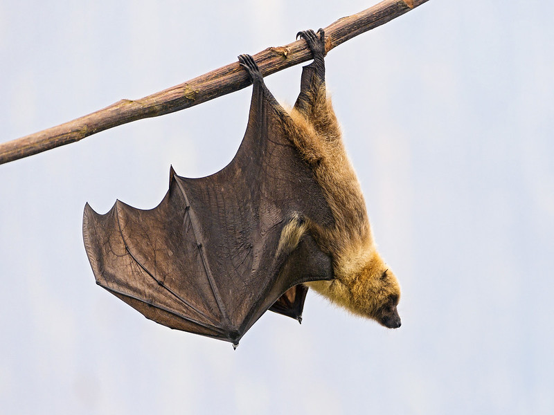 bat