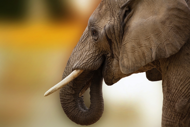African Elephant in Botswana (Sponchia / Pixabay)