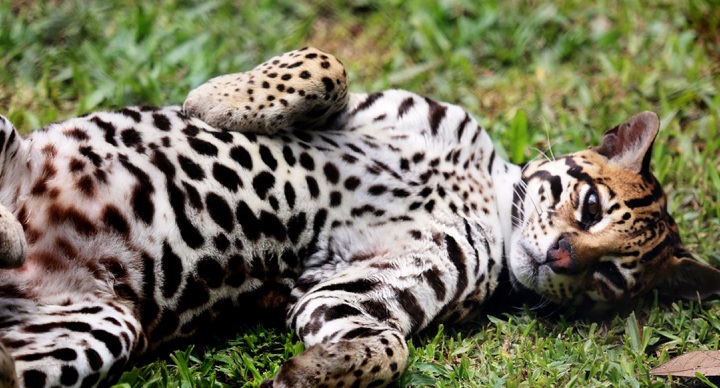 State laws may be insufficient to implement the Endangered Species Act without federal support.