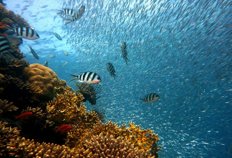 Fish in coral reef