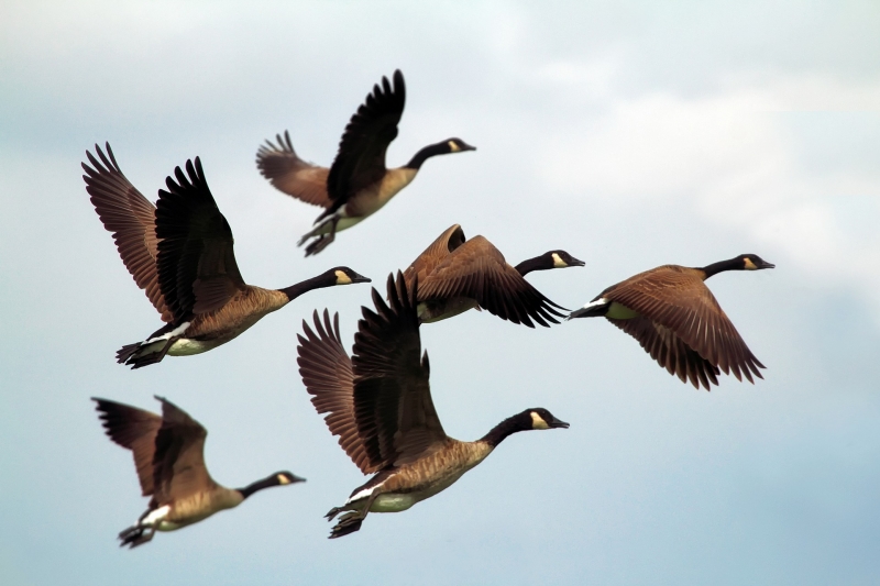 Migrating Canada Geese (Pixabay)