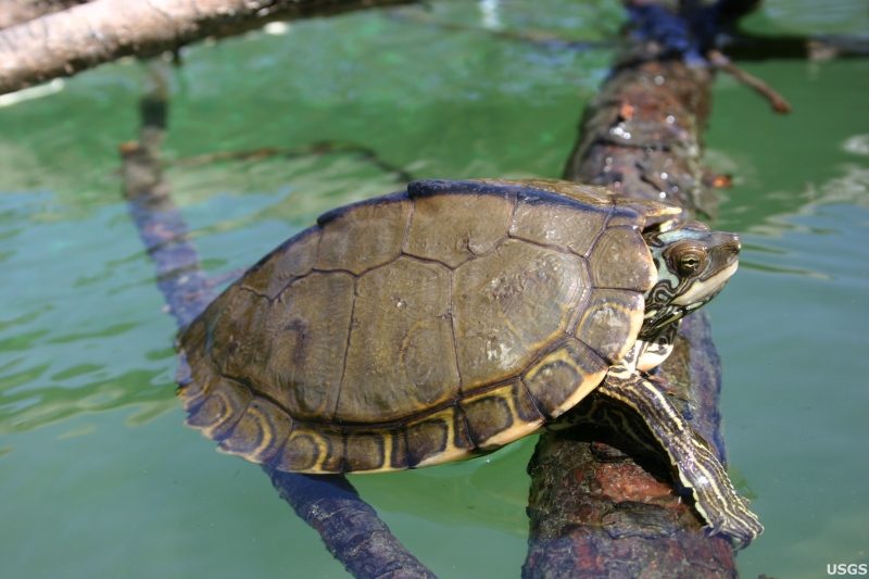 The Pearl River map turtle, unrecognized as a species by the U.S. government, hangs in a legal balance.