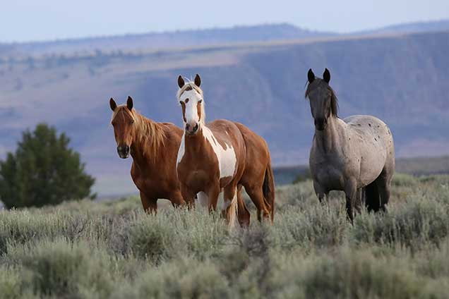 Wild Horses