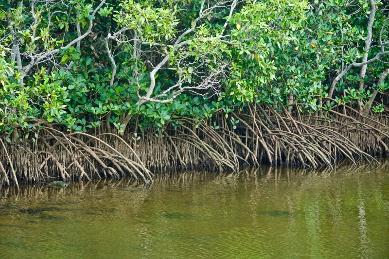 Mangroves