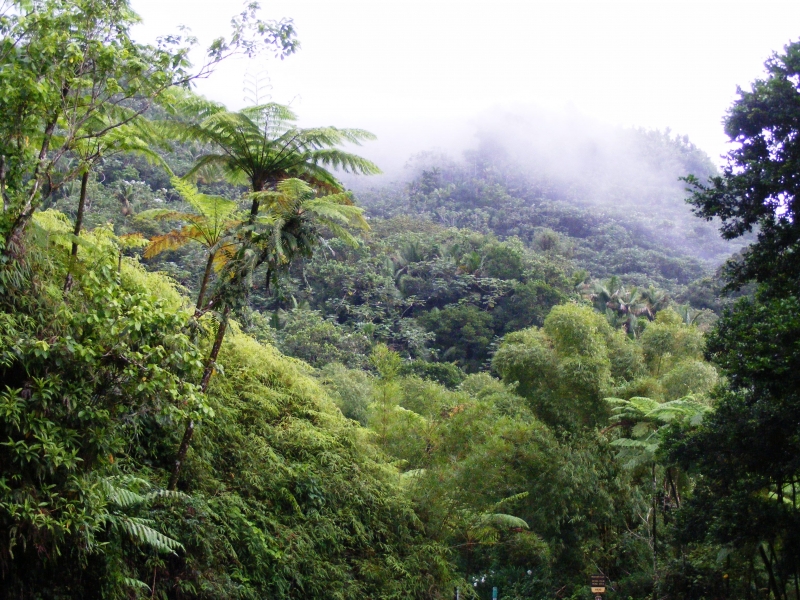 Restoring rainforests like El Yunque in Puerto Rico is one promising approach to carbon dioxide removal (Pixabay).