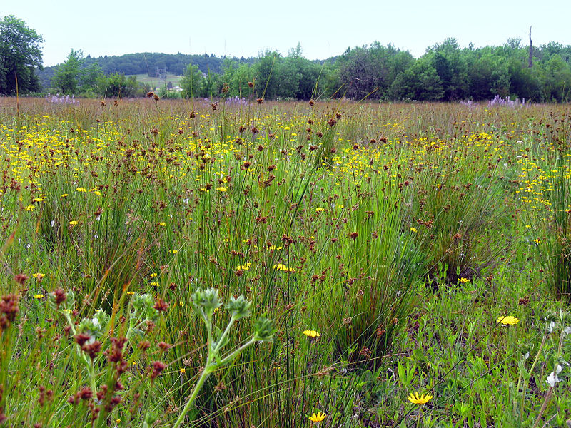 restored prairie