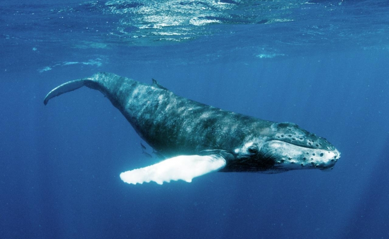 Whales are among the species most threatened by underwater noise (Photo: Christopher Michel / FlickR).