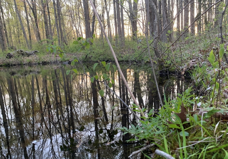 A deeper vernal pool perched on diabase rock is an early spring congregation point for wood frogs and fossorial salamanders.