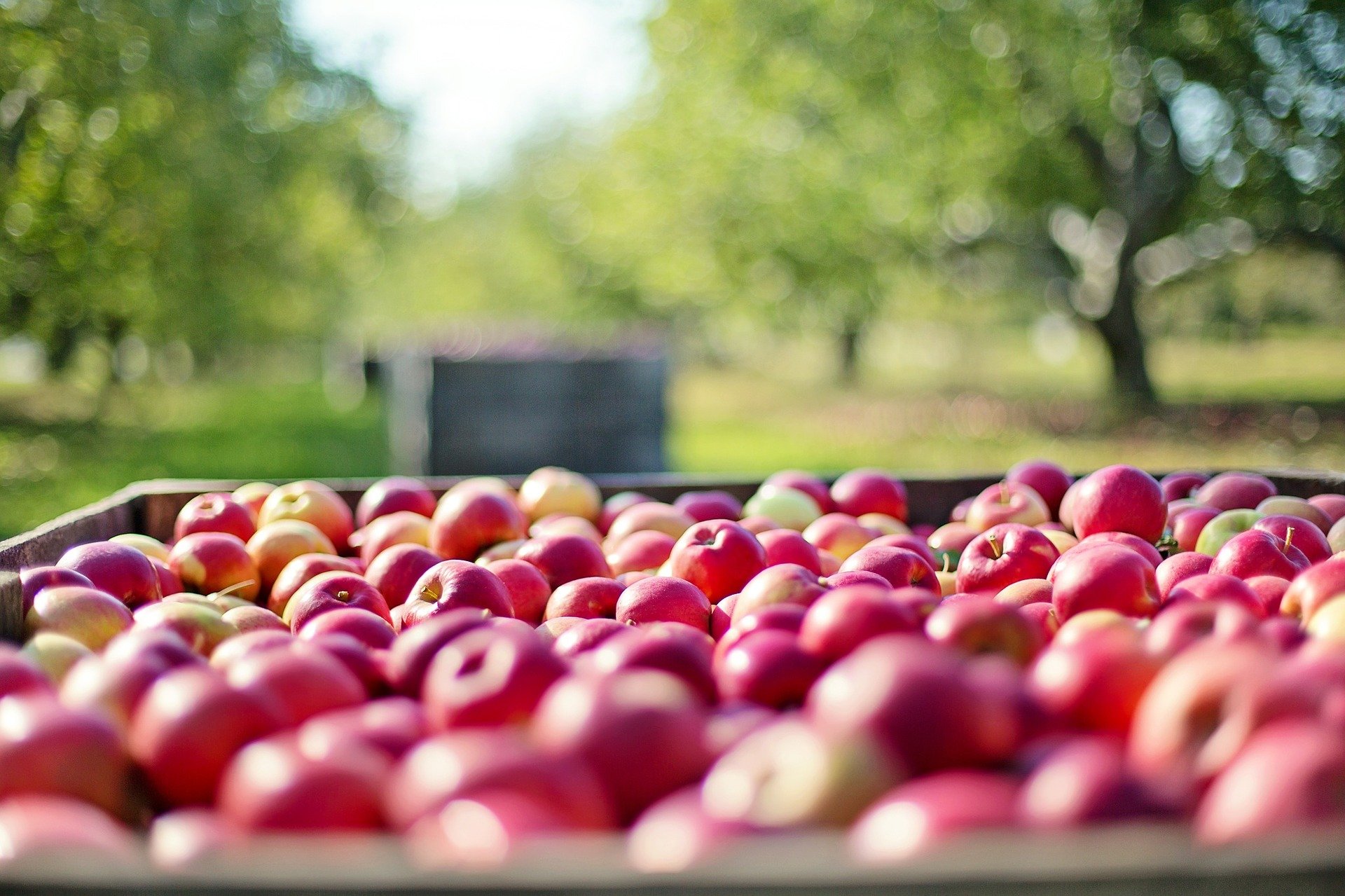 Apples in harvest