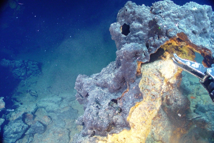 Deep sea corals. Credit: NOAA.