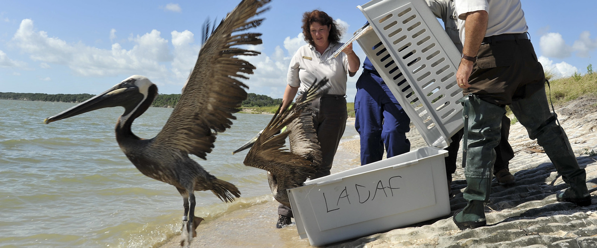 Release of brown pelican back into the Gulf of Mexico