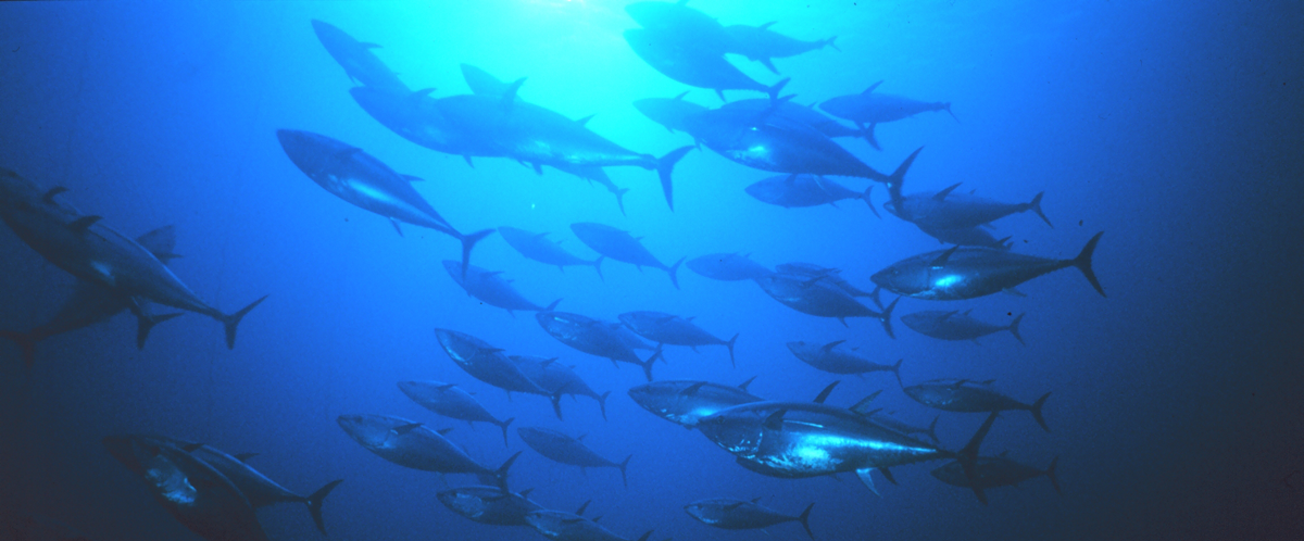 Group of tuna in the eastern chamber of the trap at Favignana.