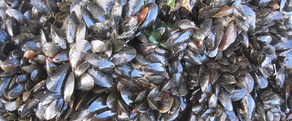 Mussels closeup