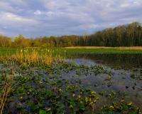 Wetland—US EPA