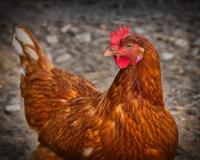 Red Hen