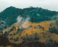 Misty trees and mountain range in Colombia