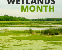 American Wetlands Month