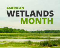 American Wetlands Month blog thumbnail.jpeg