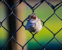 Bird in fence