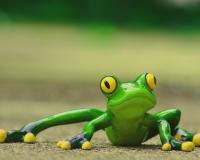 Are frogs better than humans at responding to slow threats?