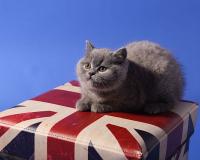 Cat on a Union Jack, Colicaranica