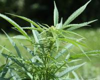 A cannabis sativa plant (Photo: Wikimedia Commons). 