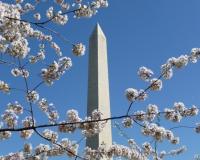 Washington Monument through cherry blossoms