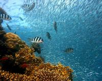 Fish in coral reef