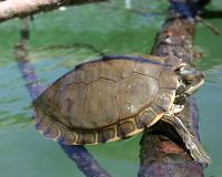 The Pearl River map turtle, unrecognized as a species by the U.S. government, ha