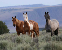 Wild Horses