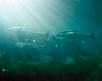 Despite having few natural enemies, bluefin tuna are threatened by overfishing (