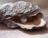 Oyster & Pearl courtesy of Pixabay
