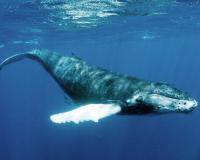 Underwater noise can cause injury or death to whales (Christopher Michel).