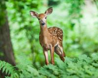 Fawn in forest
