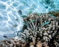 Group of fish swimming over a coral reef