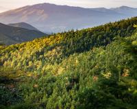 Forest and Mountains
