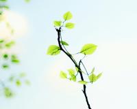 Budding leaves on a branch