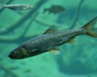 Trout swimming in water