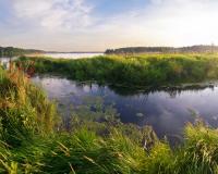Wetlands, Svetlana Makarova