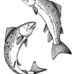 Two drawings of salmon swimming around each other on a white background