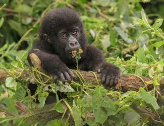 Baby gorilla