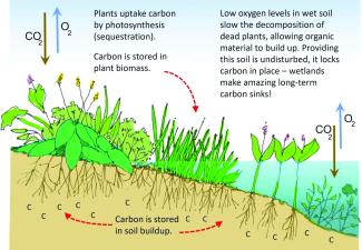 Wetlands as Carbon Sinks (Mud Lake)