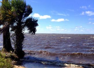 Palm tree on the Gulf Coast in the breeze