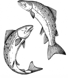 Two drawings of salmon swimming around each other on a white background