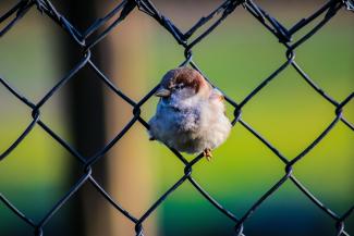 Bird in fence